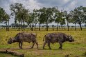 078 Masai Mara, buffels